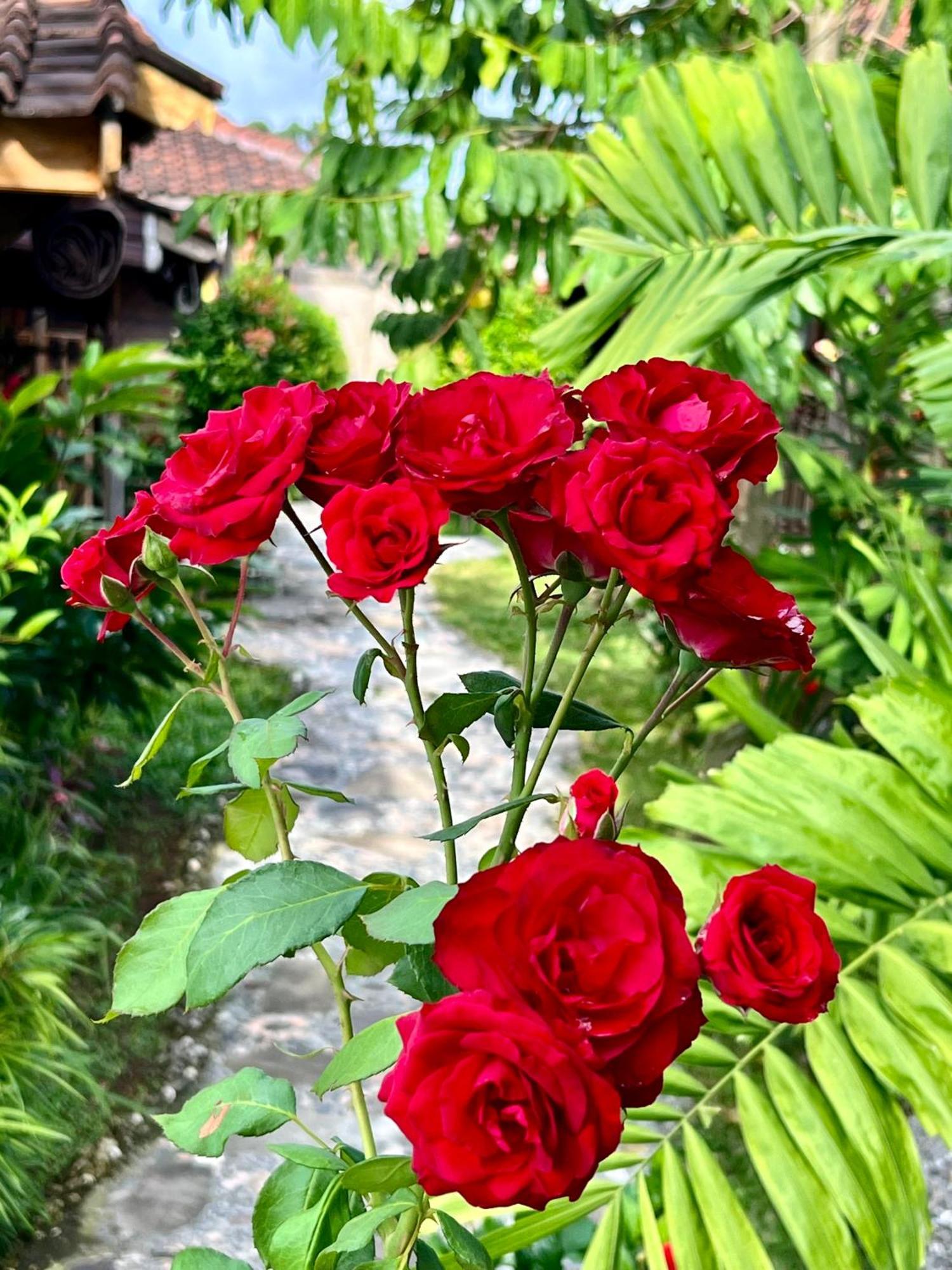 Pinokkio B&B Restaurant Ungasan Εξωτερικό φωτογραφία