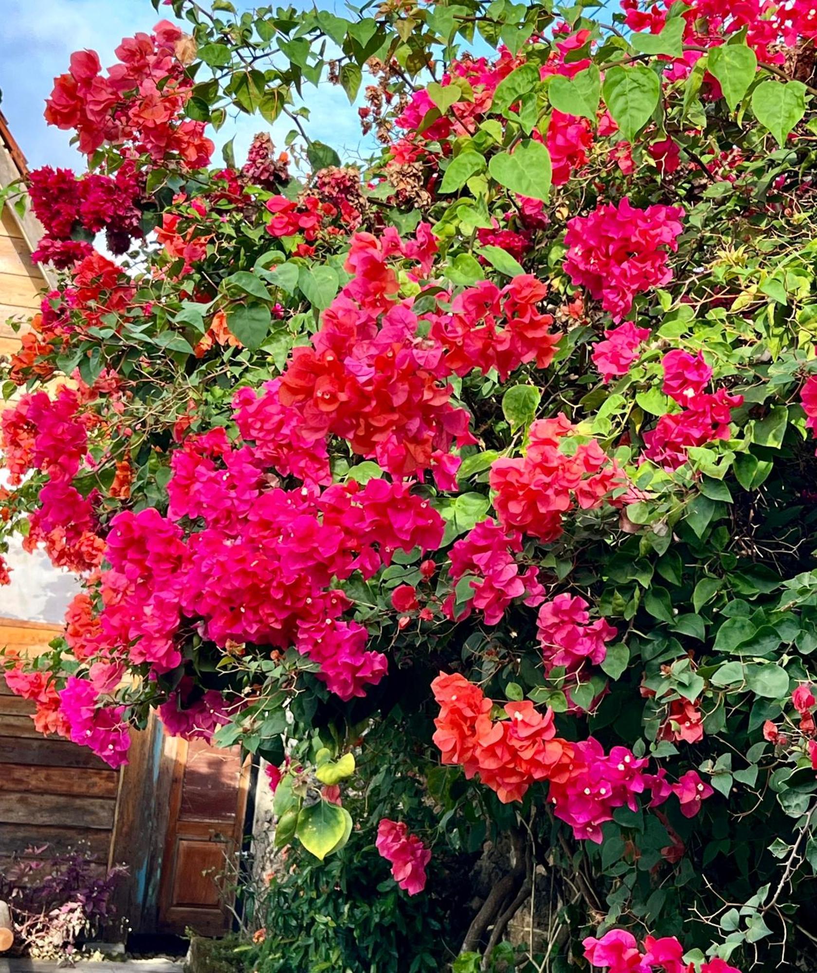 Pinokkio B&B Restaurant Ungasan Εξωτερικό φωτογραφία